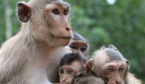 indonesian dicovary chanel pink monkey kills group|Busted 'monkey torture network' used to make videos of apes put .